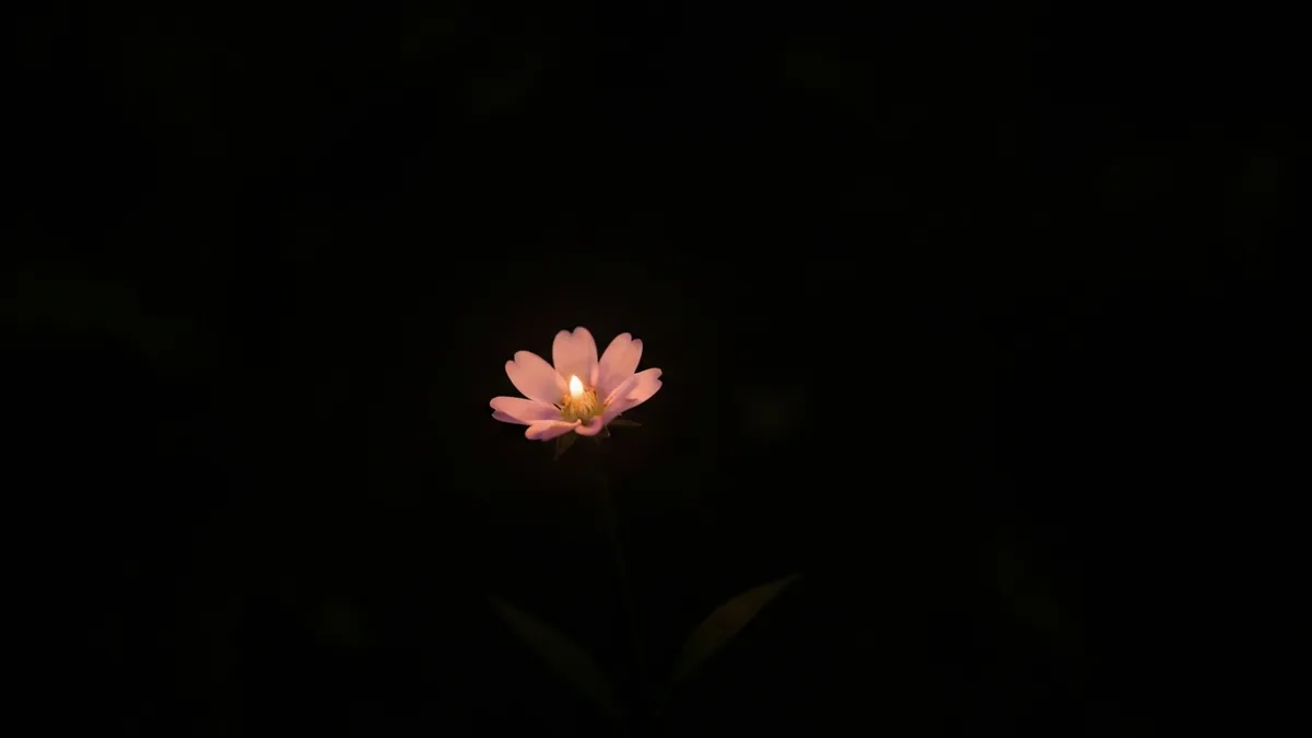 暗がりのなかで、一輪の花がほのかに光っている